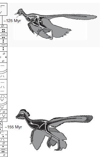 Illustration for article titled Scientists Discover Fossils of Feathered Dinosaur with Four Wings
